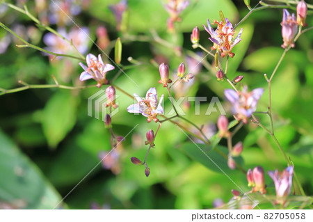Toad lily flower Toad lily flower 82705058