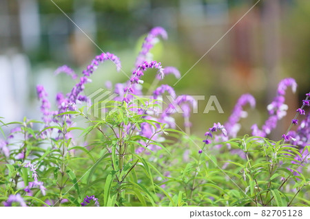 Salvia leucansa flowers 82705128