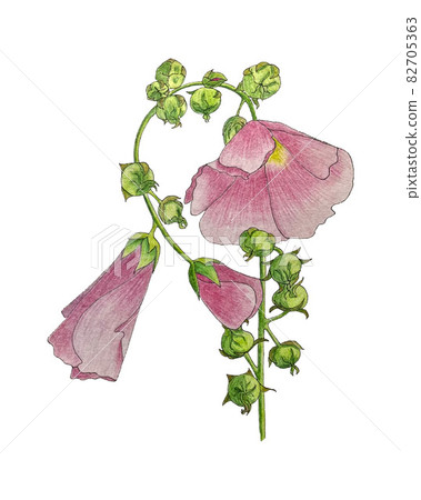 Malva, branch with pink flower, pencil hand drawing, isolated, white background. 82705363