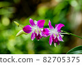 Orchid beautiful flower in Thailand 82705375