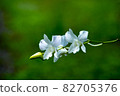 Orchid beautiful flower in Thailand 82705376