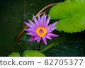 Lotus beautiful flower in Thailand 82705377