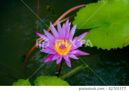 Lotus beautiful flower in Thailand Lotus beautiful flower in Thailand 82705377