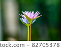 Lotus beautiful flower in Thailand 82705378