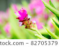 Curcuma sessilis beautiful flower in Thailand 82705379