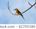 Bee eater bird in Thailand 82705380