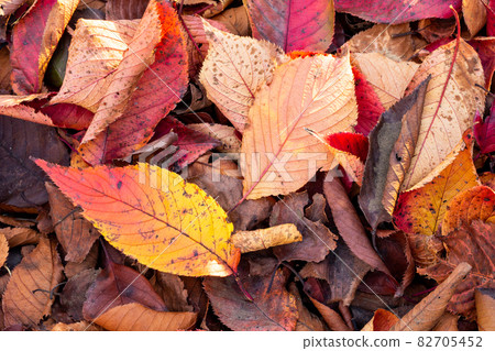 Deciduous leaves of the park 82705452