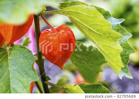 顏色鮮豔的酸漿 82705689