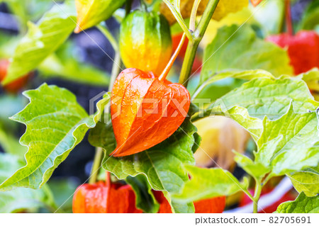Brightly colored physalis 82705691