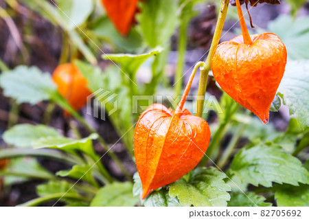 Brightly colored physalis Brightly colored physalis 82705692