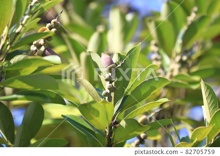 Lithocarpus edulis that bears fruit 82705759