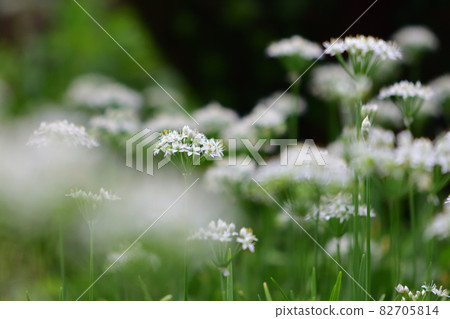 Nira Flower 82705814