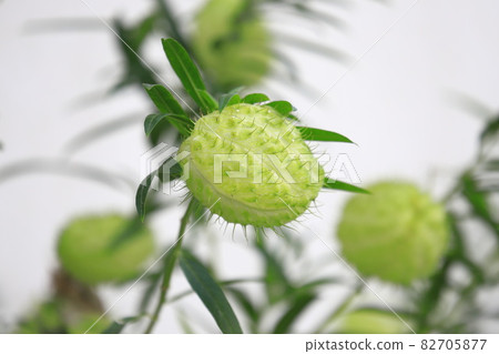 Balloon cotton (fusen and wota) 82705877