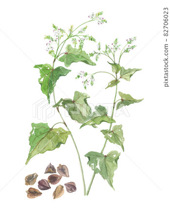 Soba flowers and fruits 82706023