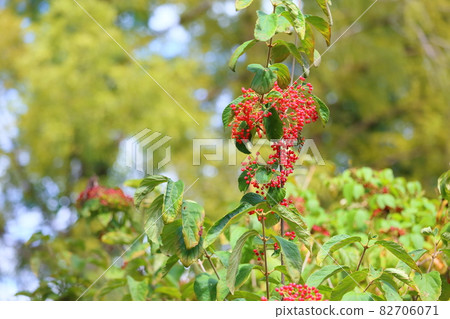 Viburnum Viburnum 82706071