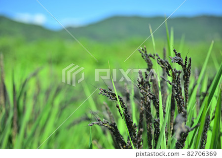 Cultivation of rare black rice 82706369