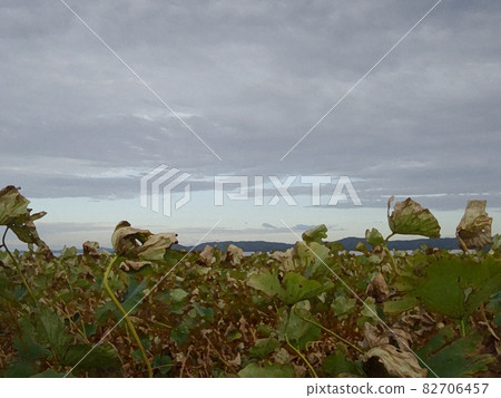 枯萎的田野和多雲的天氣 82706457