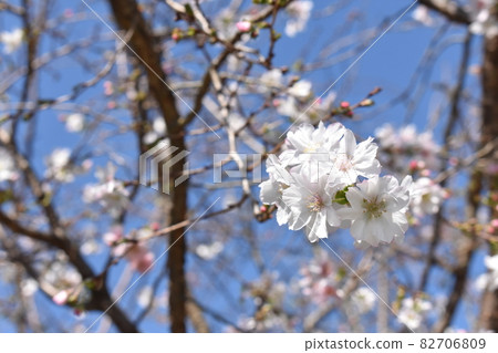 十月盛開的櫻花，可愛的秋花D 82706809