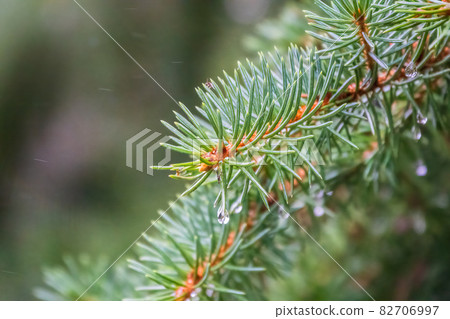 Background of green spruce branches with water drops after rain Background of green spruce branches with water drops after rain 82706997