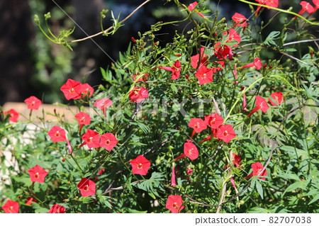 Red cypress vine flowers blooming in the autumn park 82707038