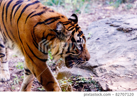 A tiger walking proudly A tiger walking proudly 82707120