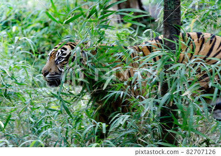 A tiger that emerges from a bamboo grove A tiger that emerges from a bamboo grove 82707126
