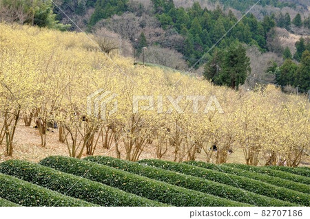 茶園和五香粉林 [神奈川縣松田町，2 月] 82707186