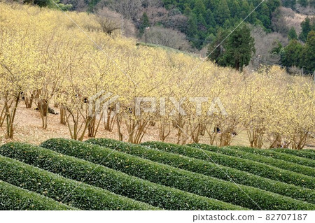 日本多香果林和茶園 [神奈川縣松田町，2 月] 82707187