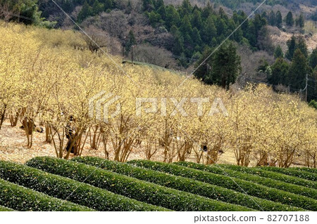 日本多香果林和茶園 [神奈川縣松田町，2 月] 82707188