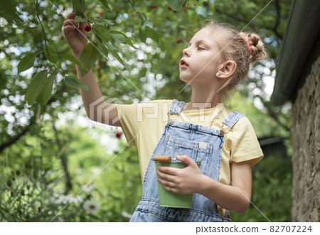 Little girl is picking cherries in the garden. Little girl is picking cherries in the garden. 82707224