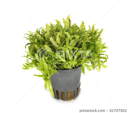pogostemon helferi in studio pogostemon helferi in studio 82707802