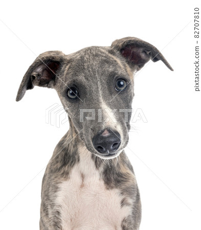 English Whippet in studio 82707810