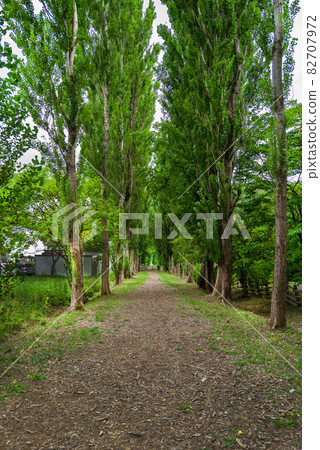 北海道大學楊樹aki 82707972