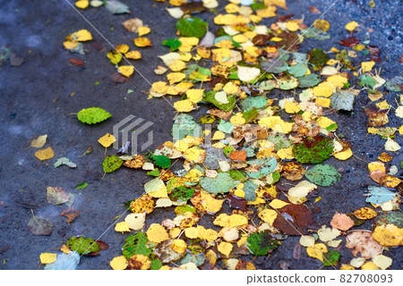Wet fallen yellow and green leaves with leaf spot plant desease 82708093
