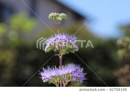 Purple flowers of Dangiku blooming in the autumn garden Purple flowers of Dangiku blooming in the autumn garden 82708106