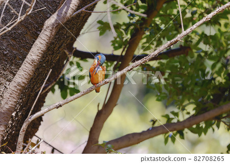 Kingfisher Kingfisher 82708265