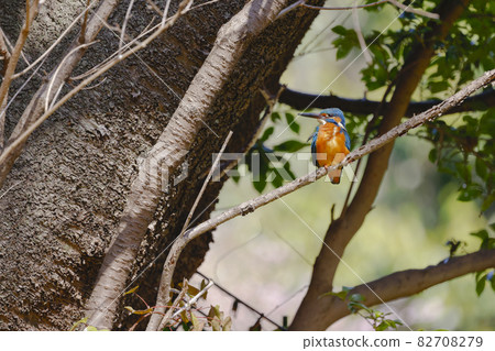 Kingfisher Kingfisher 82708279