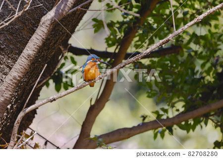 Kingfisher Kingfisher 82708280