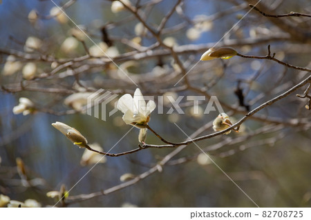 Spring white flowers Spring white flowers 82708725