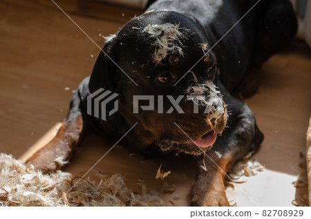 A pet ripped a feather pillow. A male Rottweiler dog lies on the 82708929
