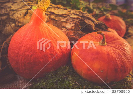 pumpkin on table pumpkin on table 82708960