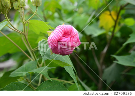 短暫而美麗的邦聯玫瑰特寫鏡頭,它在早上開花,晚上凋謝。 短暫而美麗的邦聯玫瑰特寫鏡頭,它在早上開花,晚上凋謝。 82709186