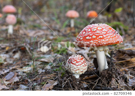 Fly agaric. Autumn Red Mushroom between brown leaves in the forest 82709346