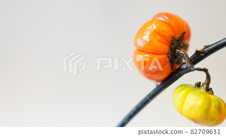 Solanum flower eggplant (orange and yellow) photographed on a white background Solanum flower eggplant (orange and yellow) photographed on a white background 82709631