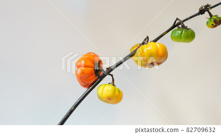 Solanum (colorful) of flower eggplant photographed on a white background 82709632