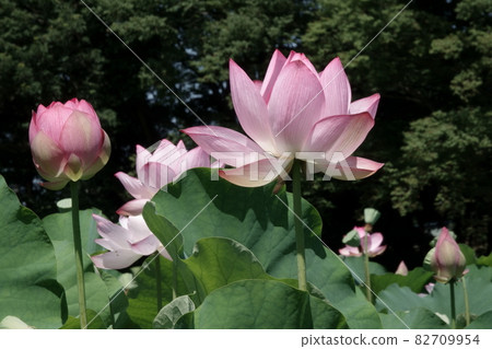 Oga lotus 82709954