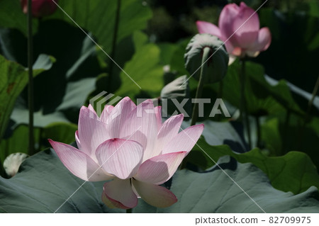 Oga lotus Oga lotus 82709975