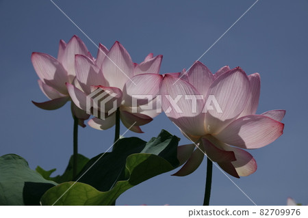 Oga lotus Oga lotus 82709976