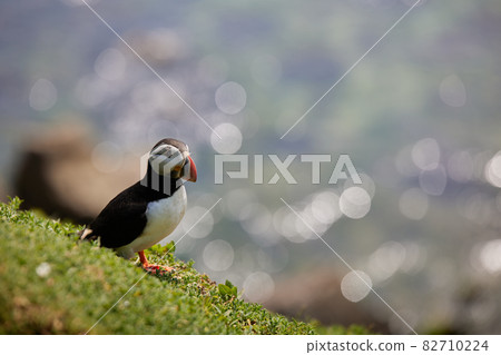 puffin standing on a rock cliff . fratercula arctica 82710224
