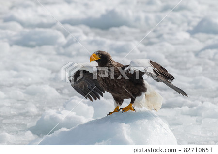 Shiretoko winter 82710651